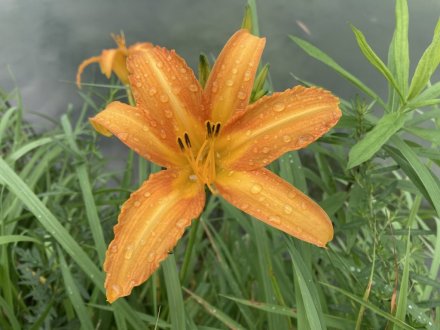 群鴨池（ぐんおうち）のガガブタ見頃、見頃の花々（2023.7.10）