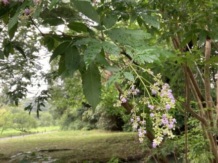群鴨池（ぐんおうち）のガガブタ見頃、見頃の花々（2023.7.10）