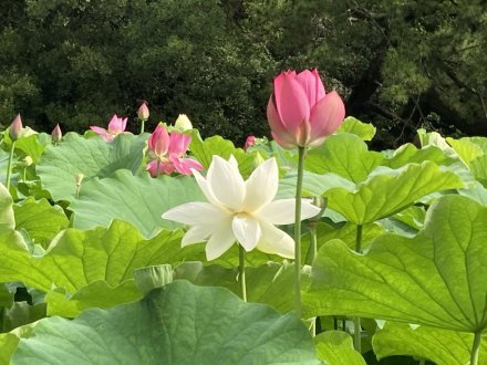 群鴨池（ぐんおうち）のガガブタ見頃、見頃の花々（７月１０日）