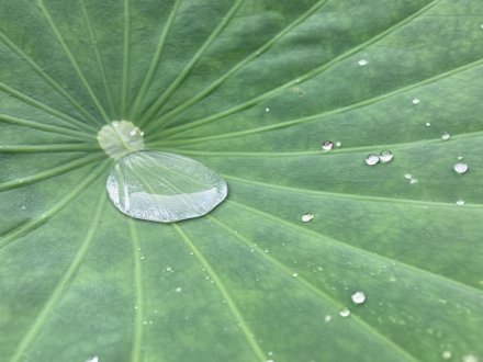 群鴨池（ぐんおうち）のガガブタ見頃、見頃の花々（2023.7.10）