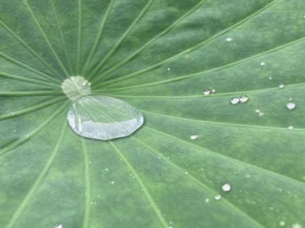 群鴨池（ぐんおうち）のガガブタ見頃、見頃の花々（７月１０日）