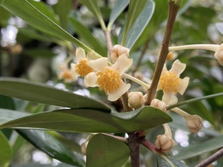 群鴨池（ぐんおうち）のガガブタ見頃、見頃の花々（７月１０日）