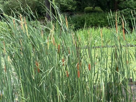 群鴨池（ぐんおうち）のガガブタ見頃、見頃の花々（2023.7.10）