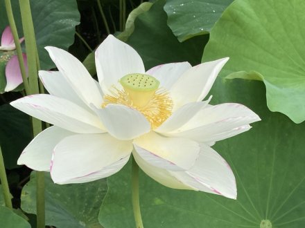 ハスと、見頃の花々（2023.7.14）