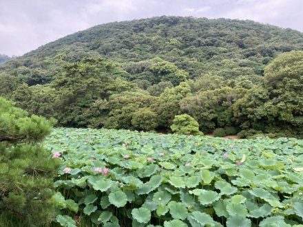 ハスと、見頃の花々（７月１４日）