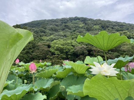 ハスと、見頃の花々（2023.7.14）