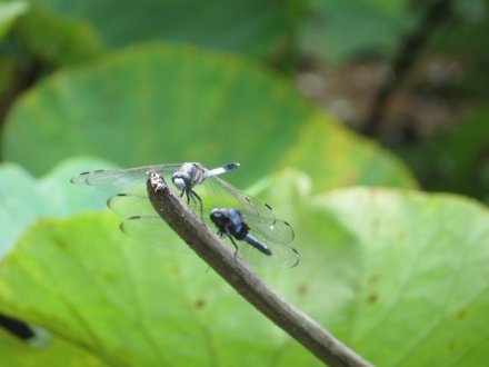 ハスと、見頃の花々（７月１４日）