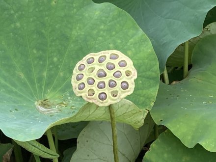 ハスと、見頃の花々（７月１４日）