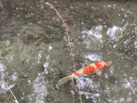 ハスと、見頃の花々（７月１４日）