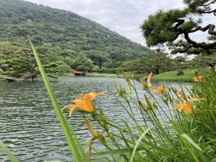 ハスと、見頃の花々（７月１４日）