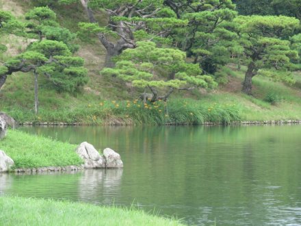 ハスと、見頃の花々（７月１４日）