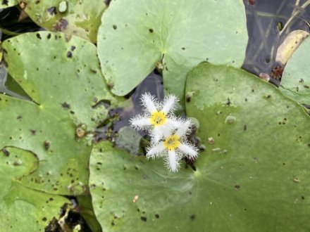 ハスと、見頃の花々（７月１４日）