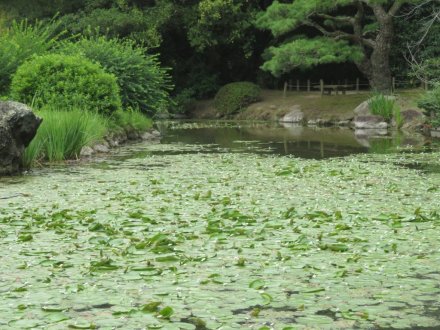 ハスと、見頃の花々（2023.7.14）