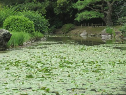 ハスと、見頃の花々（７月１４日）