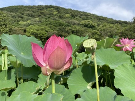 ハスが見頃です！（７月１８日）