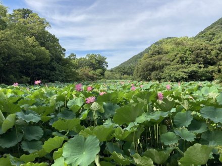 ハスが見頃です！（2023.7.18）