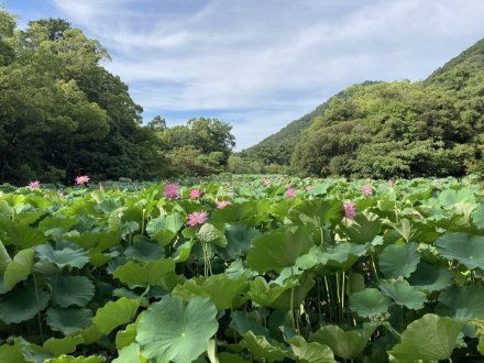 ハスが見頃です！（７月１８日）