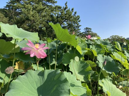 ハスの様子と、見頃の花々（７月２３日）