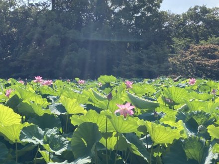 ハスの様子と、見頃の花々（７月２３日）