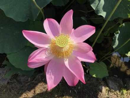 ハスの様子と、見頃の花々（2023.7.23）