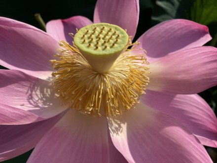 ハスの様子と、見頃の花々（７月２３日）