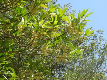 ハスの様子と、見頃の花々（７月２３日）