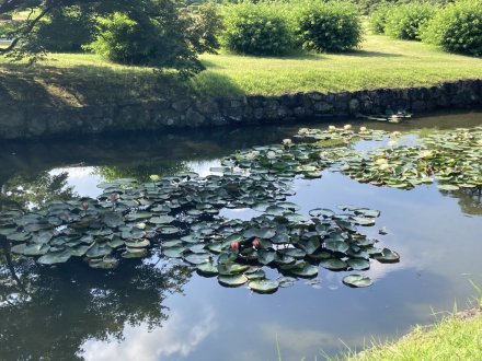 ハスの様子と、見頃の花々（７月２３日）