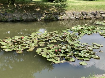 ハスの様子と、見頃の花々（７月２３日）