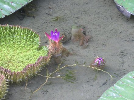 ハスの様子と、見頃の花々（2023.7.23）