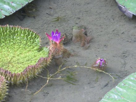 ハスの様子と、見頃の花々（７月２３日）