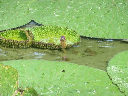 ハスの様子と、見頃の花々（７月２３日）