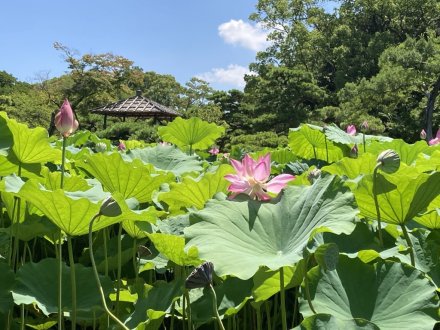 見頃の花々（７月２５日）