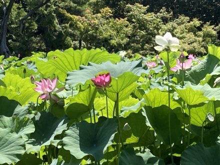 見頃の花々（７月２５日）