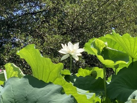 見頃の花々（７月２５日）