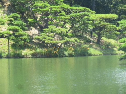 見頃の花々（７月２５日）