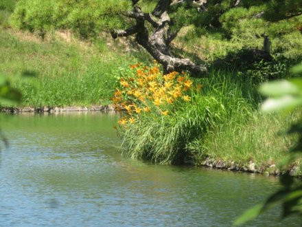 見頃の花々（７月２５日）