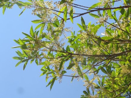 見頃の花々（７月２５日）