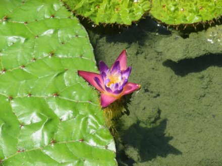 見頃の花々（７月２５日）