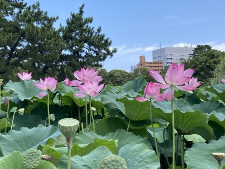 見頃の花々（８月２日）