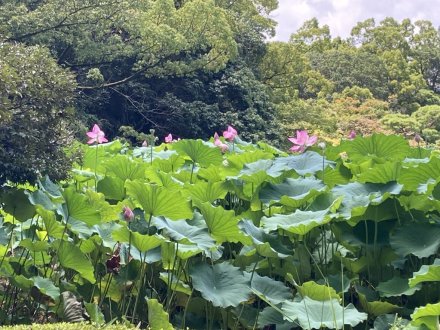 見頃の花々（８月２日）