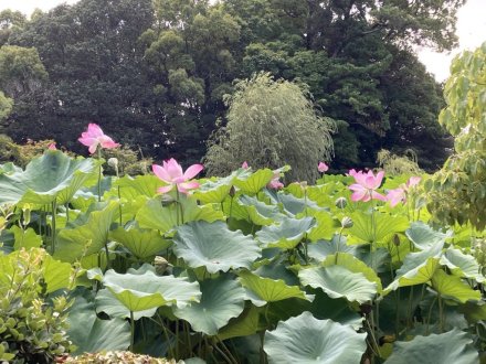 見頃の花々（2023.8.2）