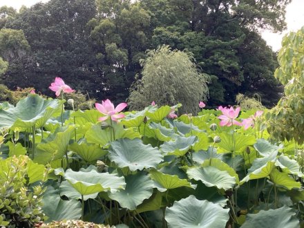 見頃の花々（８月２日）