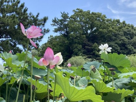 見頃の花々（８月２日）