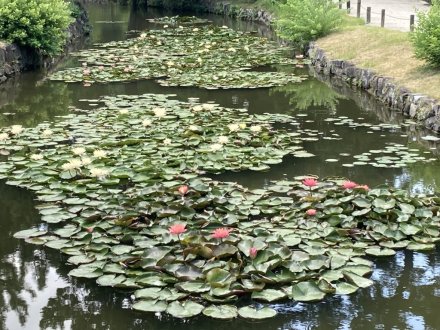 見頃の花々（８月２日）