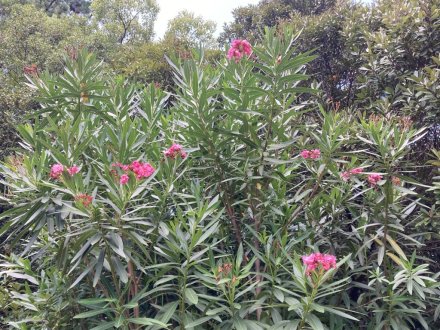 見頃の花々（８月２日）