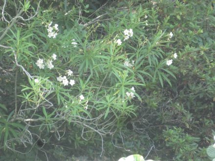 見頃の花々（８月２日）