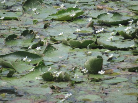 見頃の花々（８月２日）