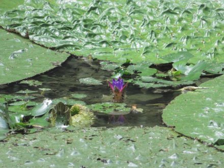 見頃の花々（８月２日）