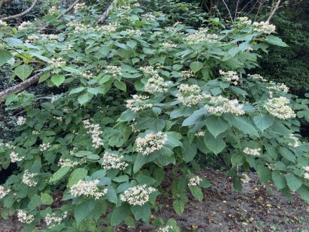 見頃の花々（８月２日）