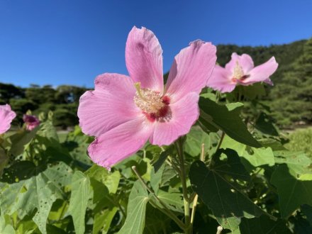 見頃の花々（８月６日）